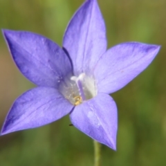 Wahlenbergia sp. (Bluebell) at Percival Hill - 8 Nov 2015 by gavinlongmuir