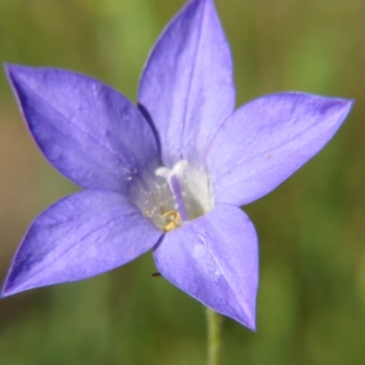 Wahlenbergia sp. (Bluebell) at Nicholls, ACT - 8 Nov 2015 by gavinlongmuir