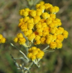 Chrysocephalum semipapposum (Clustered Everlasting) at Percival Hill - 8 Nov 2015 by gavinlongmuir