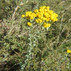 Chrysocephalum semipapposum at Nicholls, ACT - 8 Nov 2015