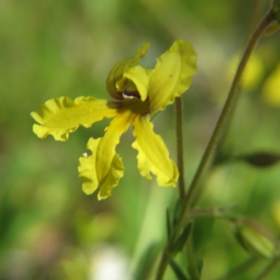 Goodenia paradoxa (Spur Goodenia) at Nicholls, ACT - 8 Nov 2015 by gavinlongmuir
