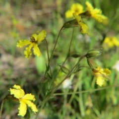 Velleia paradoxa at Nicholls, ACT - 8 Nov 2015