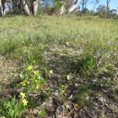 Velleia paradoxa at Nicholls, ACT - 8 Nov 2015