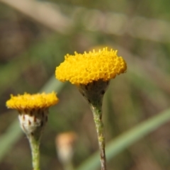 Leptorhynchos squamatus (Scaly Buttons) at Percival Hill - 8 Nov 2015 by gavinlongmuir