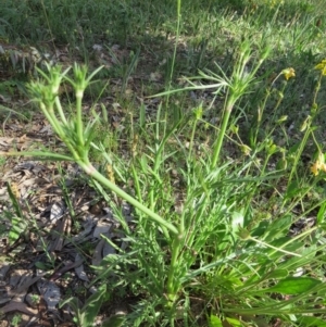 Eryngium ovinum at Nicholls, ACT - 8 Nov 2015 03:17 PM