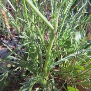 Eryngium ovinum at Nicholls, ACT - 8 Nov 2015