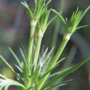 Eryngium ovinum at Nicholls, ACT - 8 Nov 2015 03:17 PM