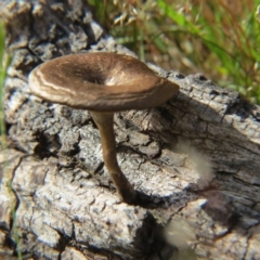 Lentinus arcularius (Fringed Polypore) at Nicholls, ACT - 8 Nov 2015 by gavinlongmuir