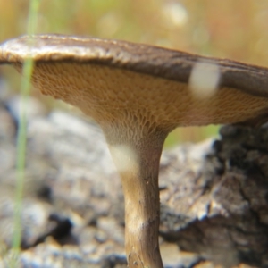 Lentinus arcularius at Nicholls, ACT - 8 Nov 2015