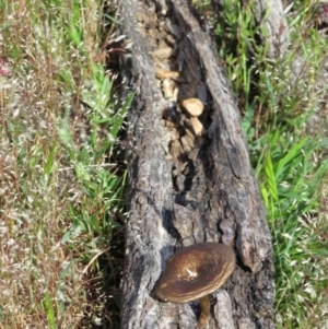 Lentinus arcularius at Nicholls, ACT - 8 Nov 2015