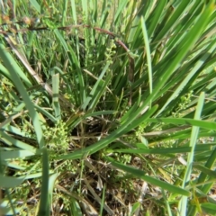 Lomandra filiformis (Wattle Mat-rush) at Nicholls, ACT - 8 Nov 2015 by gavinlongmuir