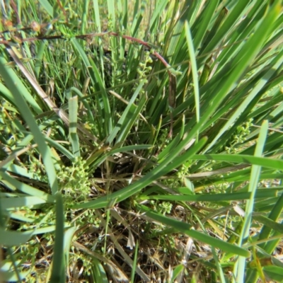 Lomandra filiformis (Wattle Mat-rush) at Nicholls, ACT - 8 Nov 2015 by gavinlongmuir