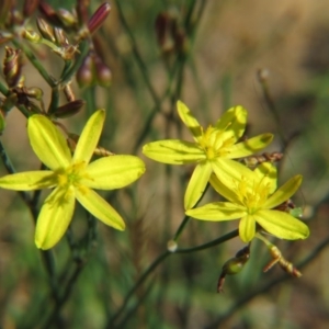 Tricoryne elatior at Nicholls, ACT - 8 Nov 2015 02:12 PM