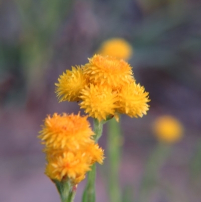 Chrysocephalum apiculatum (Common Everlasting) at Percival Hill - 25 Oct 2015 by gavinlongmuir