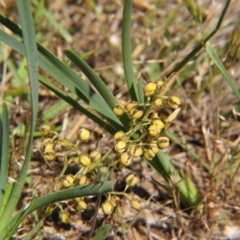 Lomandra filiformis subsp. coriacea (Wattle Matrush) at Percival Hill - 7 Nov 2015 by gavinlongmuir