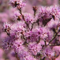 Kunzea parvifolia (Violet Kunzea) at Percival Hill - 18 Oct 2015 by gavinlongmuir