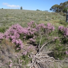 Kunzea parvifolia at Nicholls, ACT - 18 Oct 2015