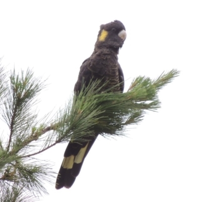 Zanda funerea (Yellow-tailed Black-Cockatoo) at Chisholm, ACT - 11 Nov 2015 by michaelb