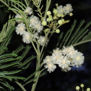 Acacia mearnsii at Chisholm, ACT - 11 Nov 2015