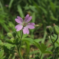 Geranium molle subsp. molle (Cranesbill Geranium) at Conder, ACT - 10 Nov 2015 by MichaelBedingfield