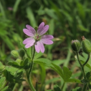 Geranium molle subsp. molle at Conder, ACT - 10 Nov 2015