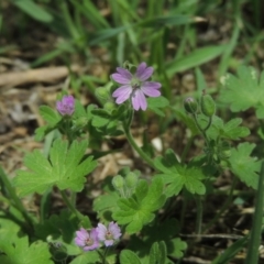 Geranium molle subsp. molle at Conder, ACT - 10 Nov 2015 01:37 PM