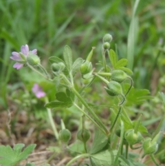 Geranium molle subsp. molle at Conder, ACT - 10 Nov 2015 01:37 PM