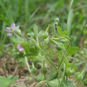 Geranium molle subsp. molle at Conder, ACT - 10 Nov 2015