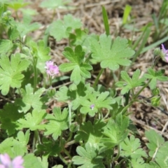 Geranium molle subsp. molle at Conder, ACT - 10 Nov 2015