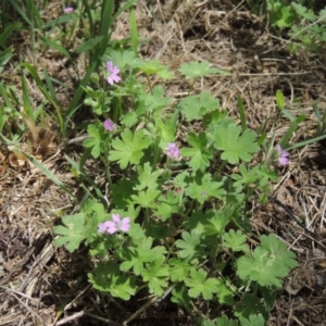 Geranium molle subsp. molle at Conder, ACT - 10 Nov 2015 01:37 PM