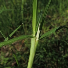 Cenchrus clandestinus (Kikuyu Grass) at Bonython, ACT - 6 Nov 2015 by MichaelBedingfield