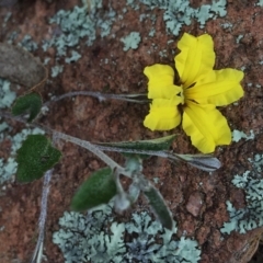 Goodenia hederacea (Ivy Goodenia) at Googong, NSW - 14 Nov 2015 by Wandiyali