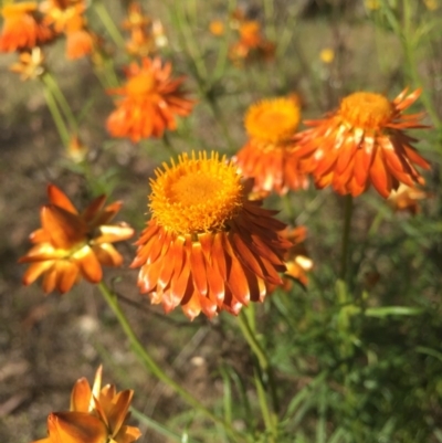 Xerochrysum viscosum (Sticky Everlasting) at Majura, ACT - 8 Nov 2015 by AaronClausen