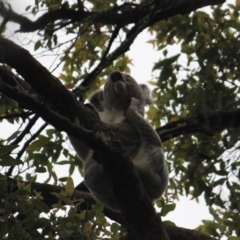 Phascolarctos cinereus (Koala) at Ellenborough, NSW - 7 Nov 2015 by hmoorcroft
