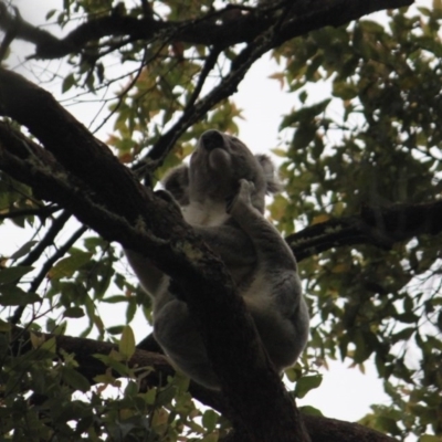 Phascolarctos cinereus (Koala) at Ellenborough, NSW - 7 Nov 2015 by hmoorcroft