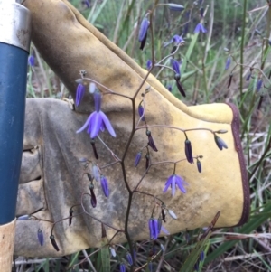 Dianella revoluta var. revoluta at Bungendore, NSW - 14 Nov 2015 10:08 AM