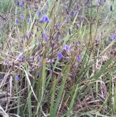 Dianella revoluta var. revoluta at Bungendore, NSW - 14 Nov 2015 10:08 AM