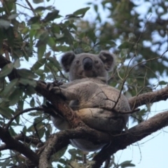 Phascolarctos cinereus (Koala) at Ellenborough, NSW - 8 Nov 2015 by hmoorcroft