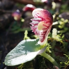 Corysanthes grumula (Stately helmet orchid) by AaronClausen