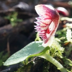 Corysanthes grumula at suppressed - suppressed