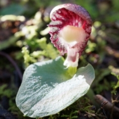 Corysanthes grumula at suppressed - suppressed