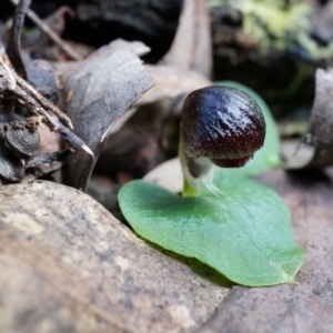 Corysanthes grumula at suppressed - suppressed