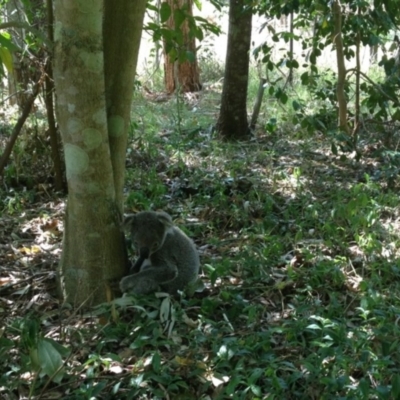 Phascolarctos cinereus (Koala) at Ellenborough, NSW - 23 Oct 2013 by hmoorcroft