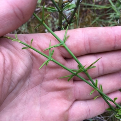 Discaria pubescens (Australian Anchor Plant) at Stromlo, ACT - 13 Nov 2015 by clamb33