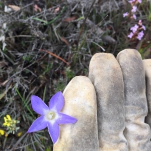 Wahlenbergia capillaris at Bungendore, NSW - 14 Nov 2015