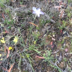 Wahlenbergia capillaris at Bungendore, NSW - 14 Nov 2015