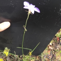 Wahlenbergia capillaris at Bungendore, NSW - 14 Nov 2015 01:37 PM