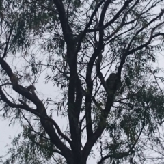Phascolarctos cinereus (Koala) at Port Macquarie, NSW - 13 Nov 2015 by Charlesbusby