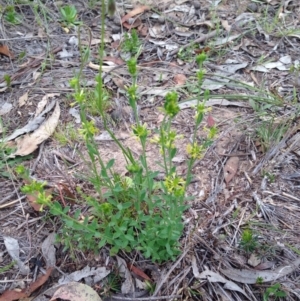 Pimelea curviflora at Bungendore, NSW - 14 Nov 2015