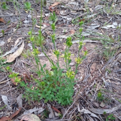 Pimelea curviflora (Curved Rice-flower) at Bungendore, NSW - 14 Nov 2015 by yellowboxwoodland